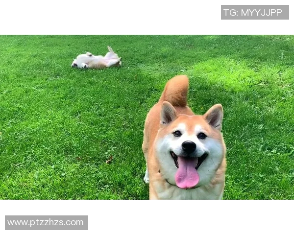 足球明星与柴犬的温馨日常视频记录，感受宠物带来的快乐与陪伴